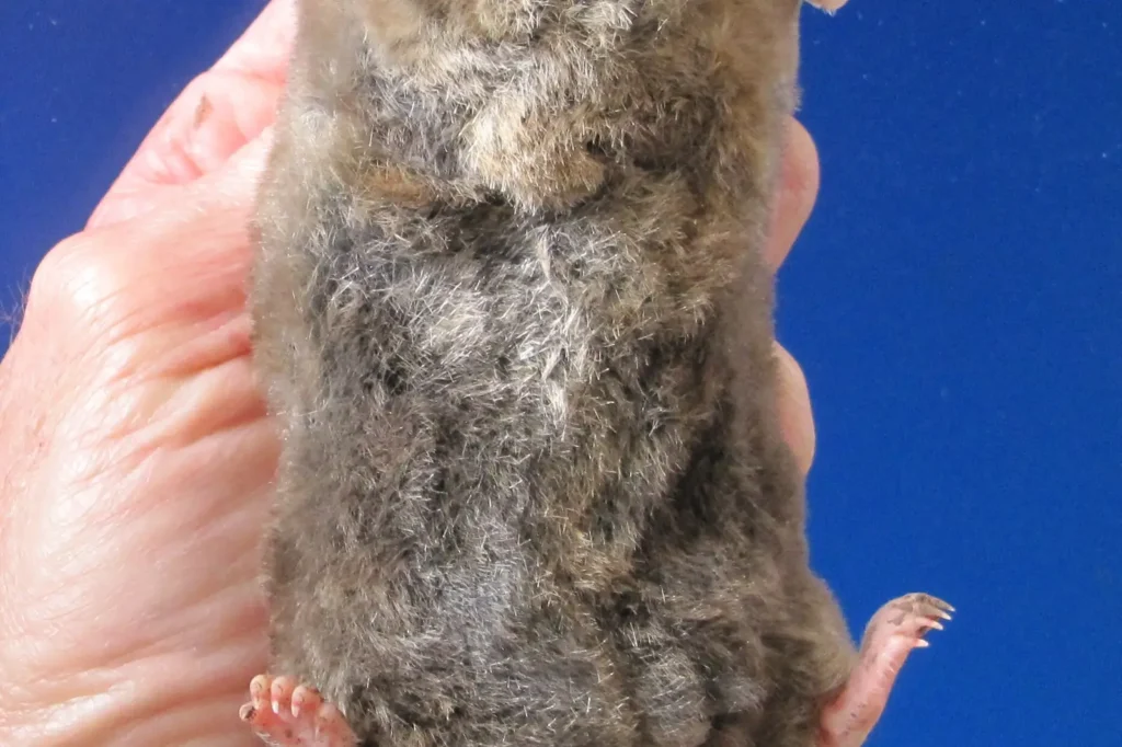Eastern mole — the tunneler behind raised ridges in Mobile AL lawns