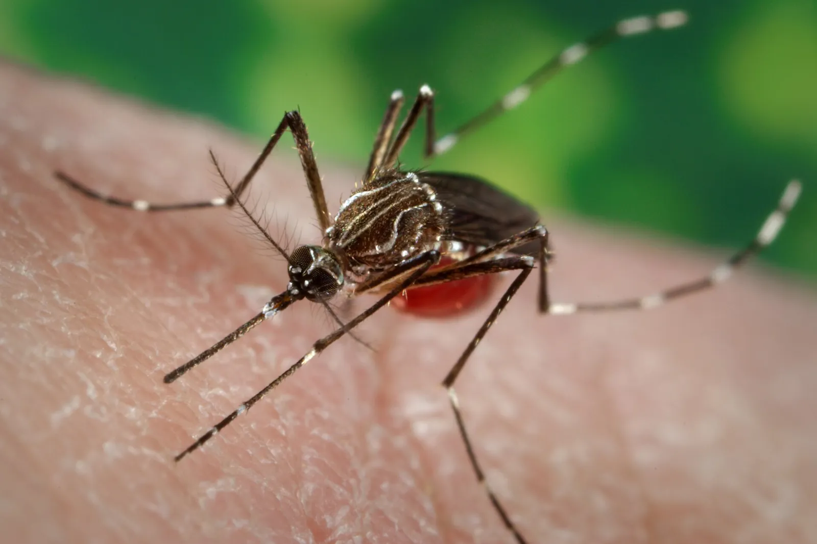 Aedes aegypti mosquito on skin, representing mosquito control in Mobile, AL