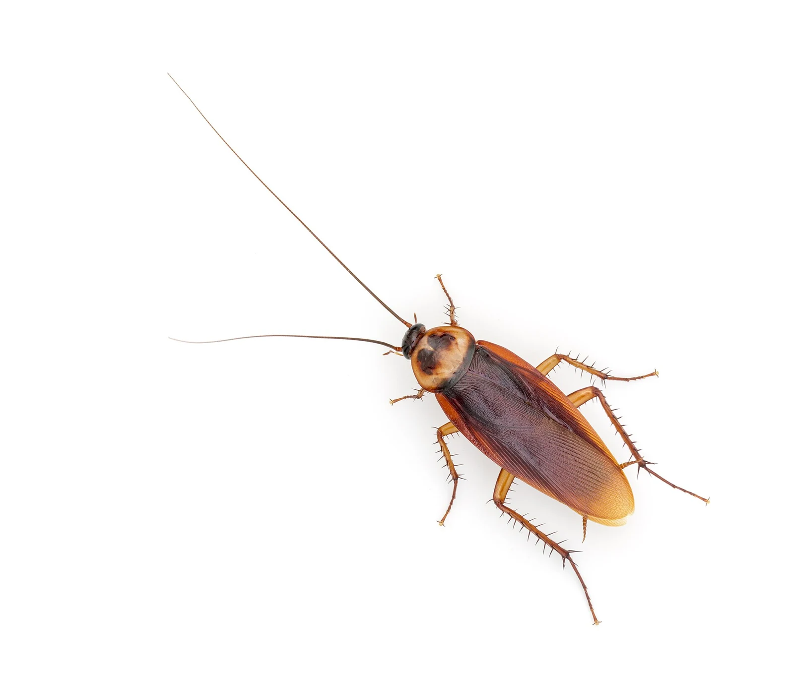 Adult American cockroach, the insect Mobile, AL homeowners call a palmetto bug, which moves indoors from the oak canopy during Gulf Coast summers