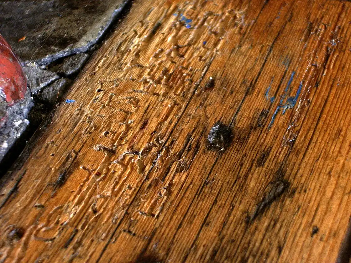 Powderpost beetle exit holes in a hardwood floorboard, the small round holes and fine frass Mobile, AL homeowners find in flooring and trim