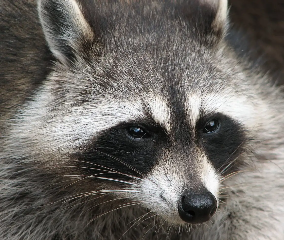 Raccoon (Procyon lotor) in Mobile, AL — common attic and nuisance wildlife species