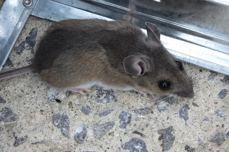 House mouse tucked along a hard edge — the gap-runner rodent control in Daphne AL seals out
