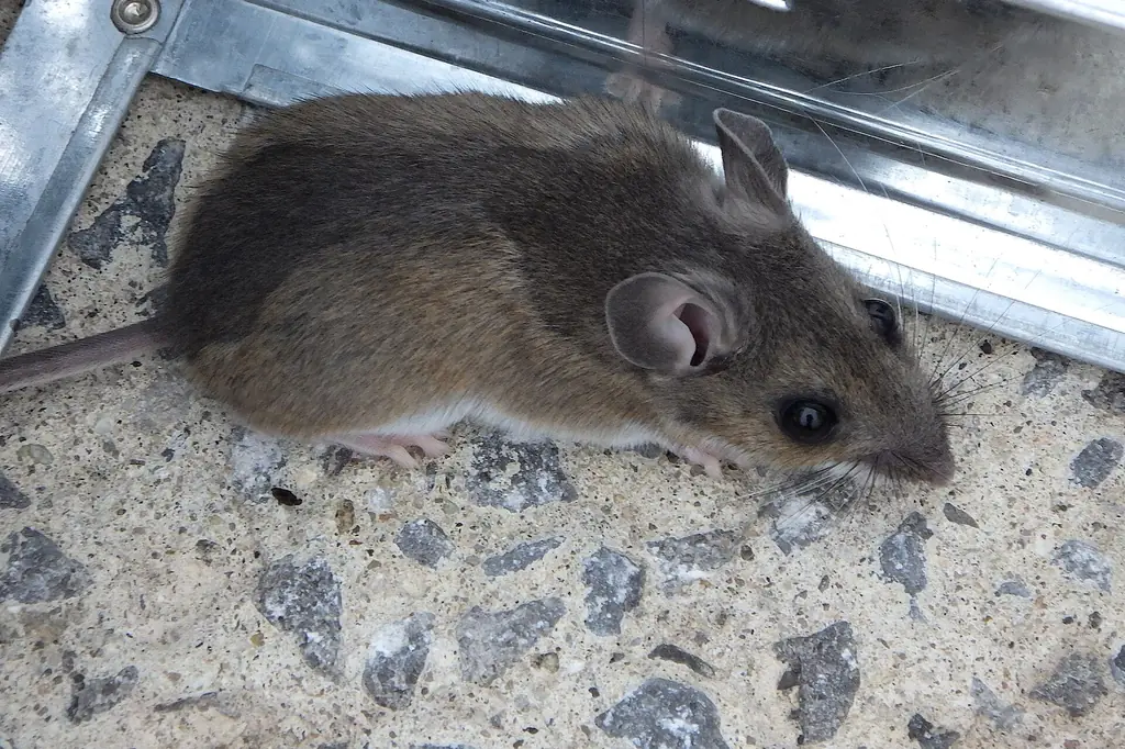 House mouse found during a rodent inspection in Auburn, AL