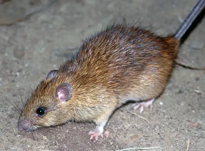 Roof rat (Rattus rattus) identification relevant to Vestavia Hills, AL canopy rodent control