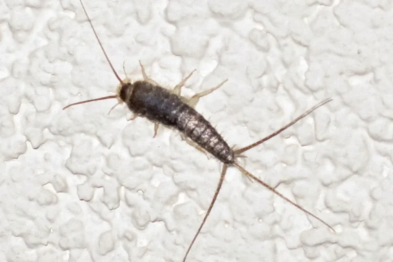 Long-tailed silverfish on a textured wall — the paper-and-pantry pest silverfish control in Daphne AL targets