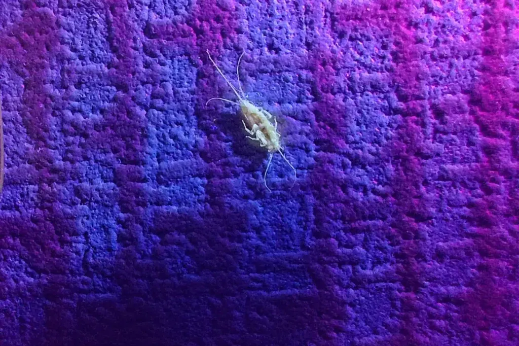 Silverfish under UV inspection light — how hidden harborage gets found during silverfish control in Mobile AL