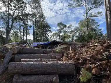 Storm-downed branches and yard debris piled near a home in Mobile, AL, the kind of harborage that draws roof rats toward the house after a storm