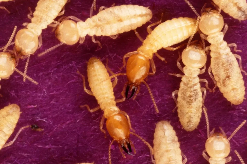 Formosan subterranean termites feeding — the colony scale behind Mobile AL's toughest termite problems