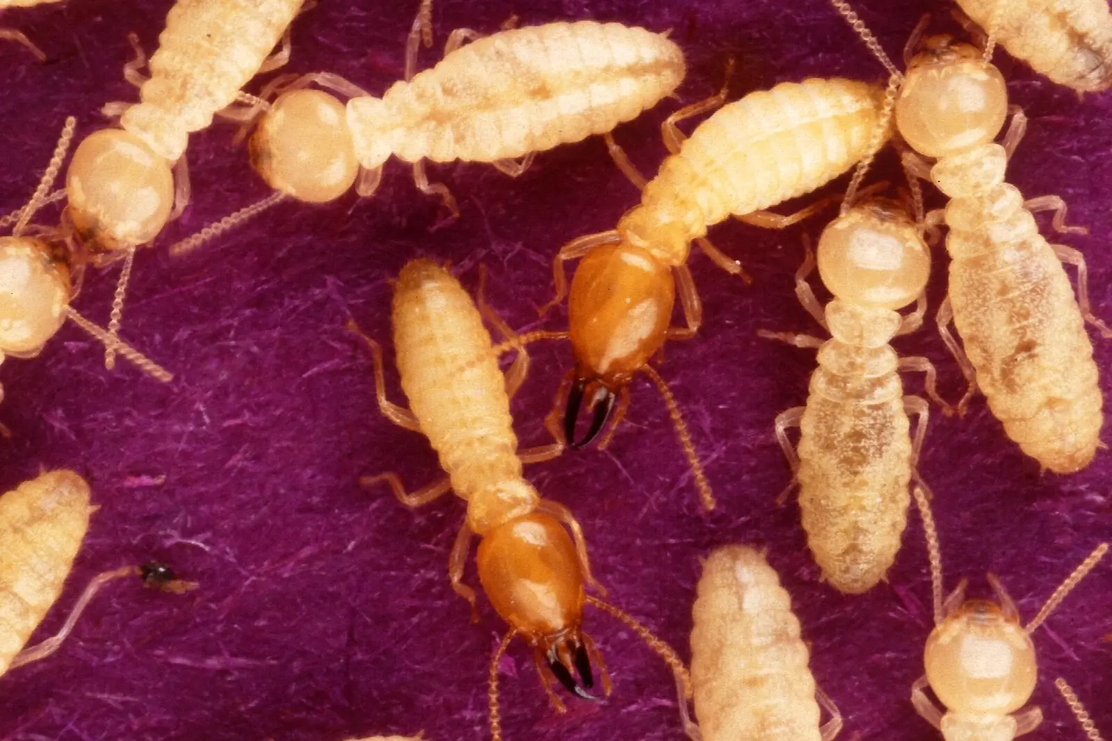 Formosan termites feeding on structural wood, illustrating termite treatment guidance for Foley, AL homeowners