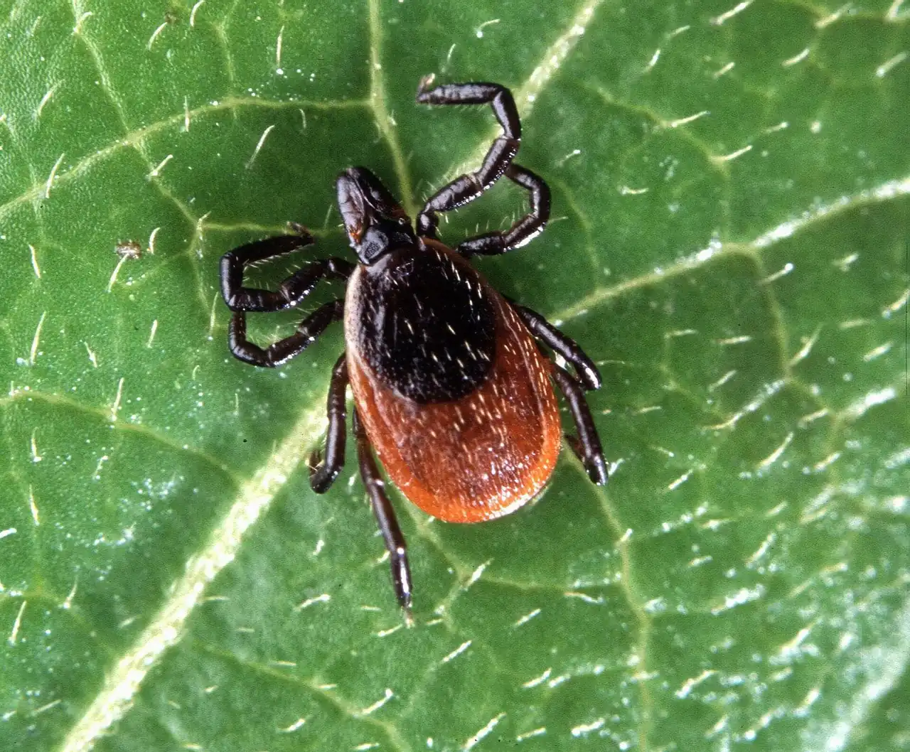 Blacklegged tick resting on a leaf at the yard edge, the questing posture Mobile, AL homeowners encounter along shaded borders after rain