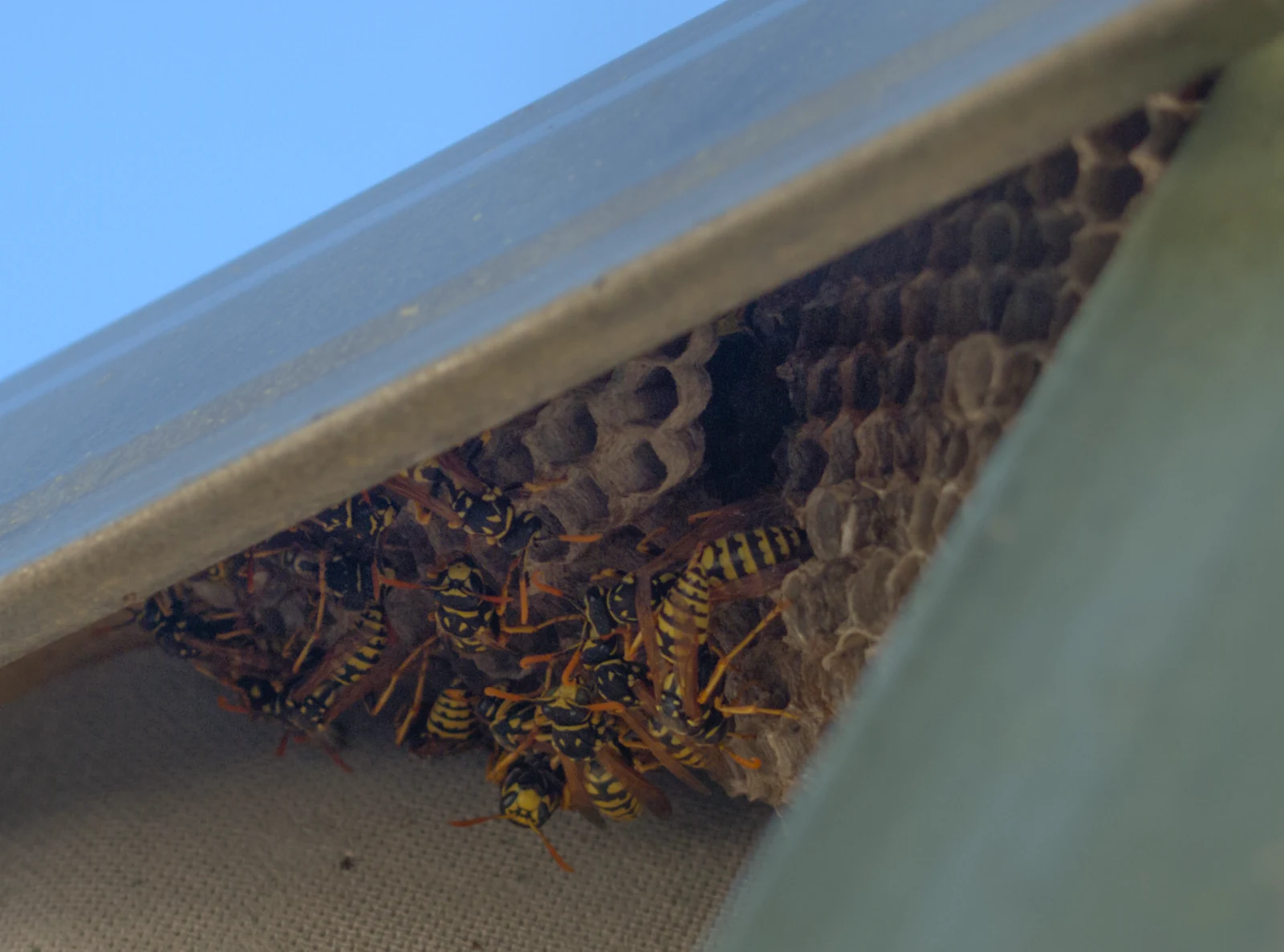 Paper wasp nest built under a house eave, the sheltered spot where wasps and hornets nest around Mobile, AL homes through the summer