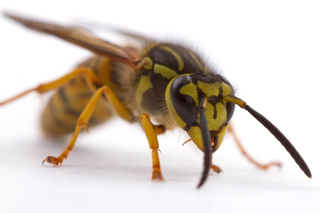 Southern yellowjacket (Vespula squamosa) — the Gulf Coast's most aggressive ground-nester